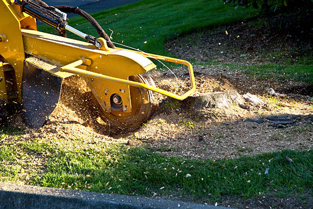 How Our Tree Care Process Works  in  Riverside, AL